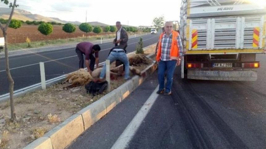 Kamyon S&uuml;r&uuml;ye Daldı, 8 Koyun Telef Oldu