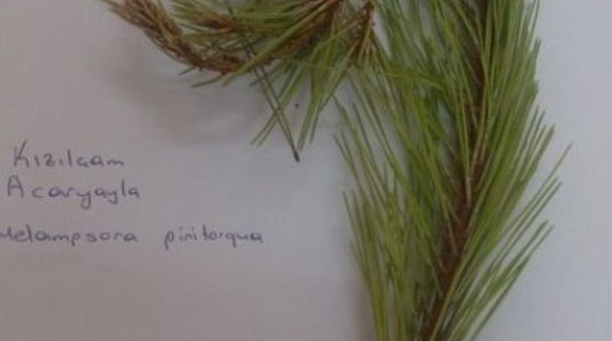 Adana&rsquo;da İlk Kez Pas Mantarı Hastalığı G&ouml;r&uuml;ld&uuml;