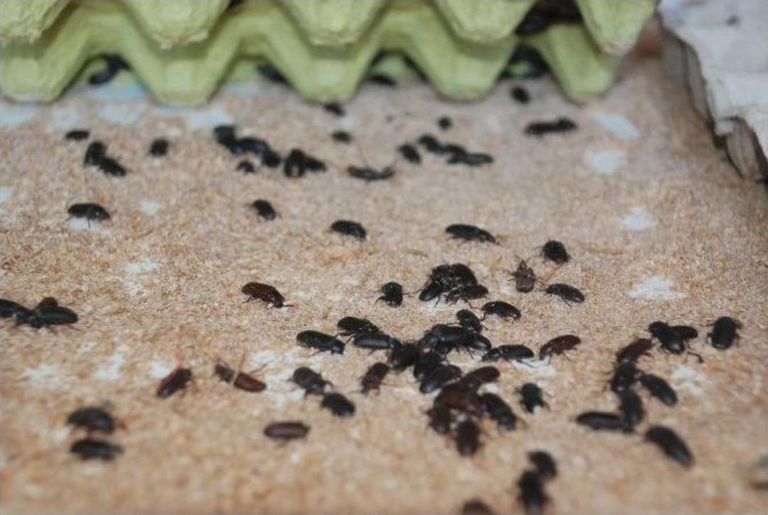 Gdo&rsquo;lu Yemlere Alternatif Yem