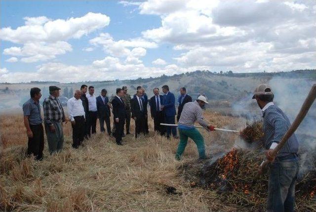 Adıyaman’dan Ortadoğu’ya Firikbuğday İhracatı