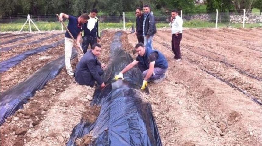 Tokat’ta Alternatif Ürün Projesi