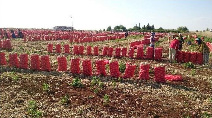 Fiyatı D&uuml;şen Soğan, &Uuml;reticiyi Vurdu