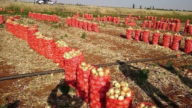 Fiyatı Düşen Soğan, Üreticiyi Vurdu