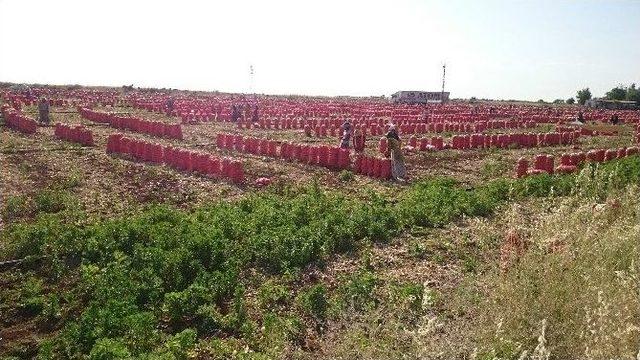 Fiyatı Düşen Soğan, Üreticiyi Vurdu