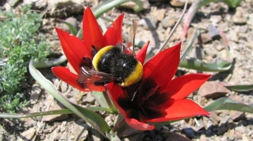 Manisa Lalesinin Dna&rsquo;sı Araştırılacak