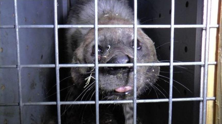 T&uuml;rkiye&rsquo;nin İlk &Ccedil;izgili Sırtlanı Darıca&rsquo;ya Geldi