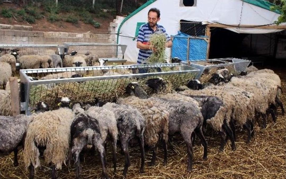 (&ouml;zel Haber) Tosun Gibi Koyunlar Et Krizini &Ccedil;&ouml;zecek