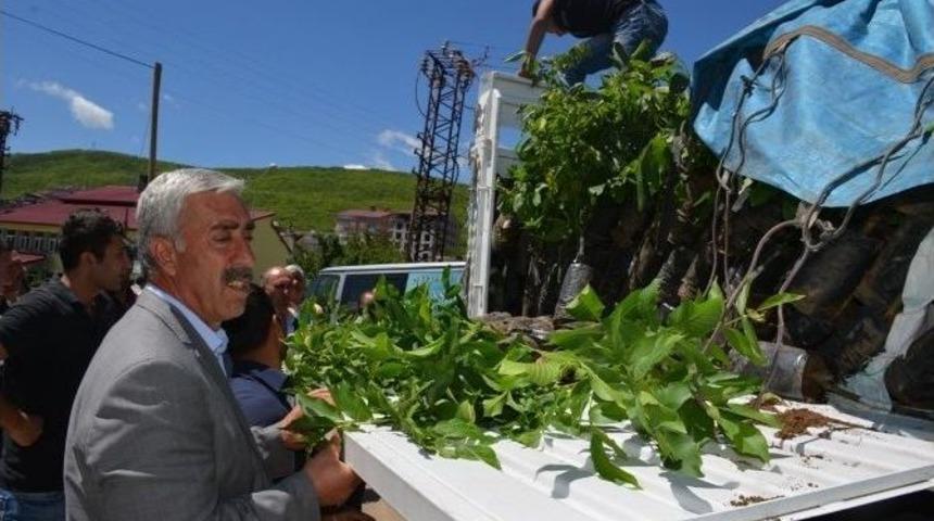 Tatvan’da 3 Bin Adet Sertifikalı Ceviz Fidanı Dağıtıldı