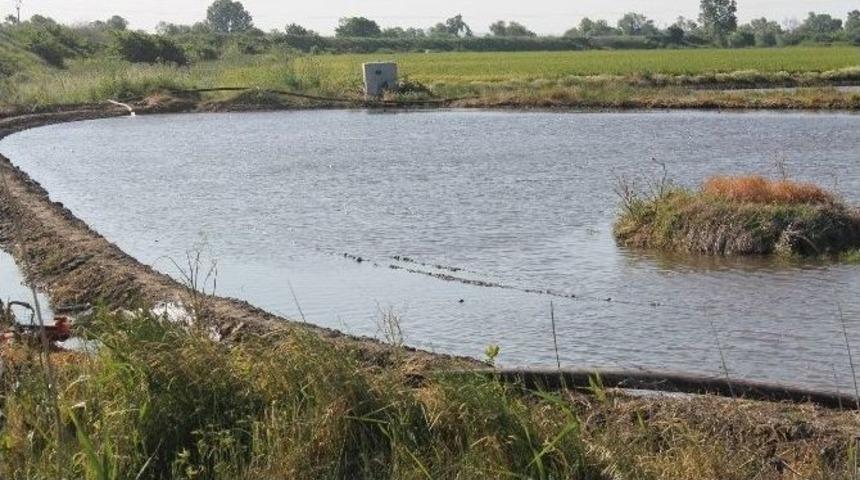 &Ccedil;eltik Ekimi Bu Yıl Erken Başlayacak