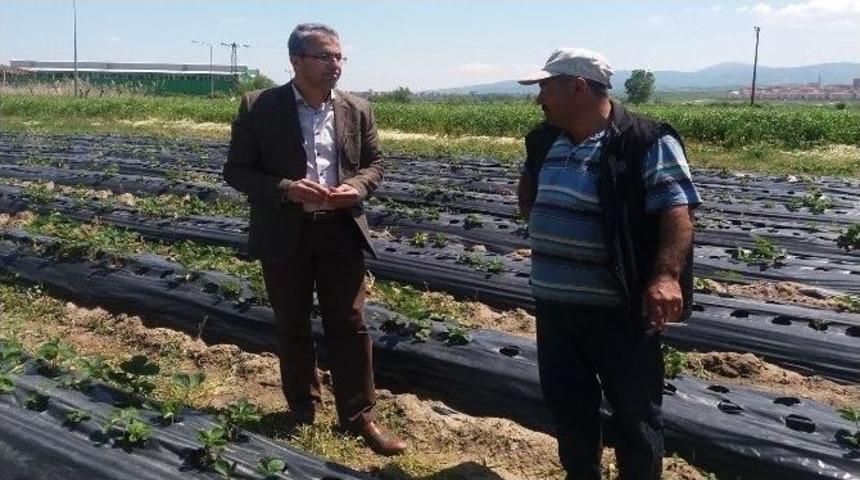 Organik &Ccedil;ilek İle Kazancını Arttırdı