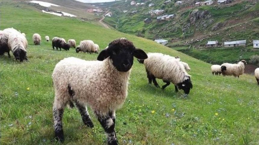 &Ccedil;obanların Zorlu Yolculuğu