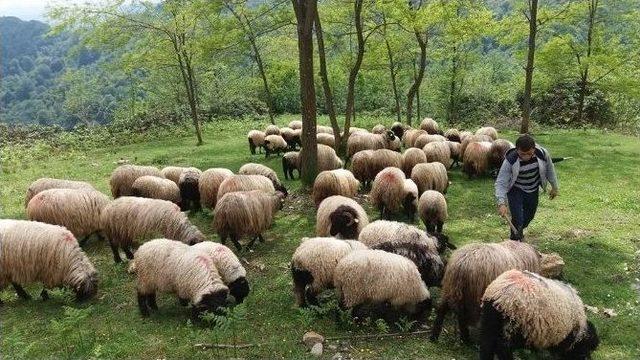 Çobanların Zorlu Yolculuğu