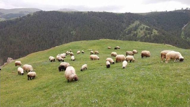 Çobanların Zorlu Yolculuğu