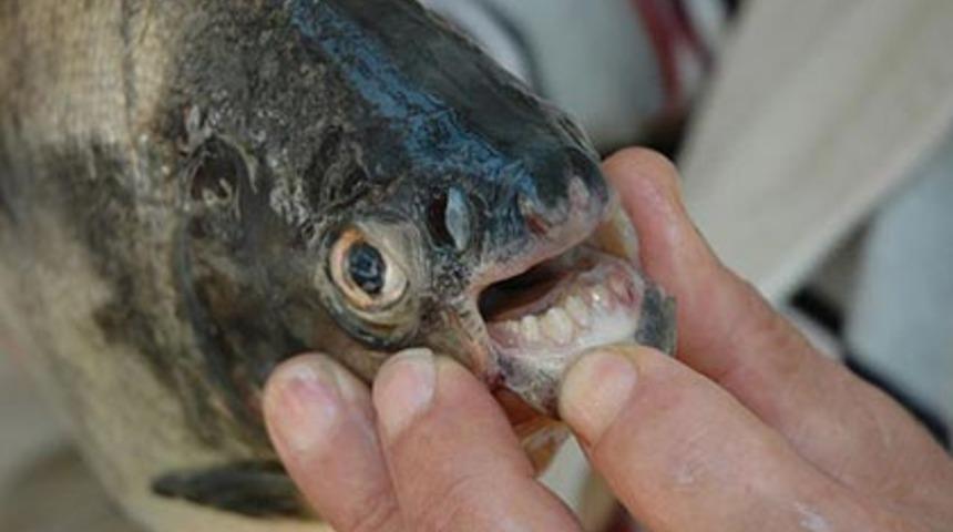 Pirana'nın bir ısırığı