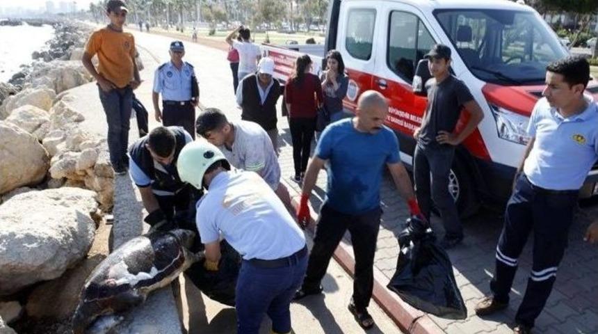 Mersin&rsquo;de &Ouml;l&uuml; Carretta Caretta Sahile Vurdu
