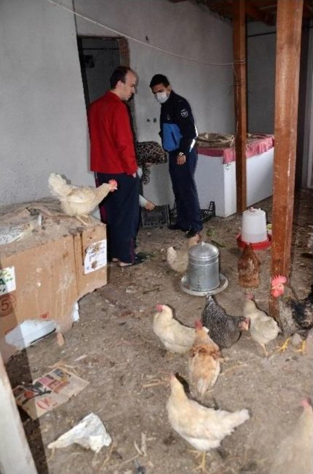 (&ouml;zel Haber) 4 Katlı Apartman "tavuk K&uuml;mesi" &Ccedil;ıktı Zabıta Ekipleri Bile Şok Oldu