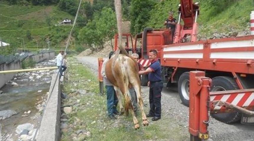 Rize&rsquo;de &Ccedil;iftleşmekten Ka&ccedil;arken Dereye D&uuml;şen D&uuml;veyi İtfaiye Ekipleri Kurtardı