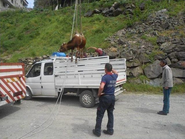 Rize’de Çiftleşmekten Kaçarken Dereye Düşen Düveyi İtfaiye Ekipleri Kurtardı