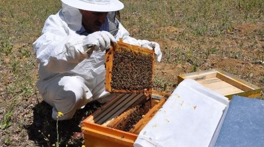 Sincikli Arıcılara Arılı Kovan Desteği