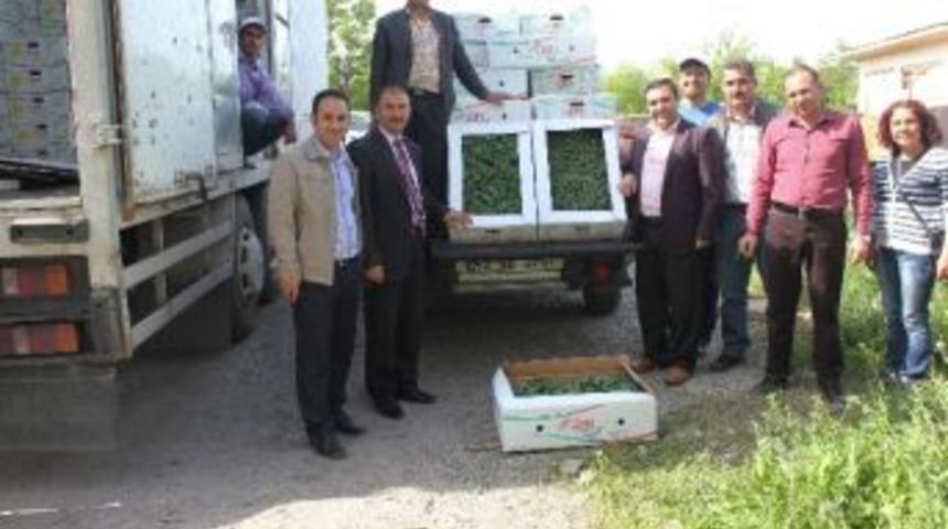 Muş&rsquo;ta 95 Bin Adet Biber Fidesi Dağıtıldı