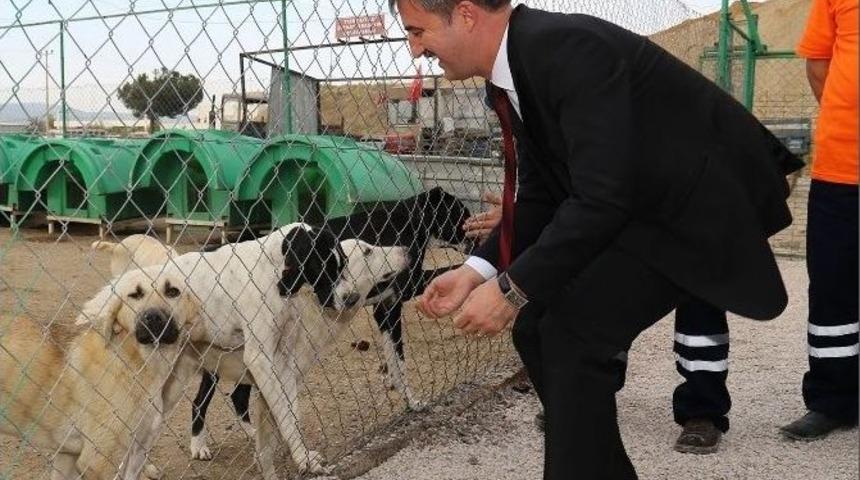 Başkan Şirin Hayvan Barınağı Eleştirilerine Cevap Verdi