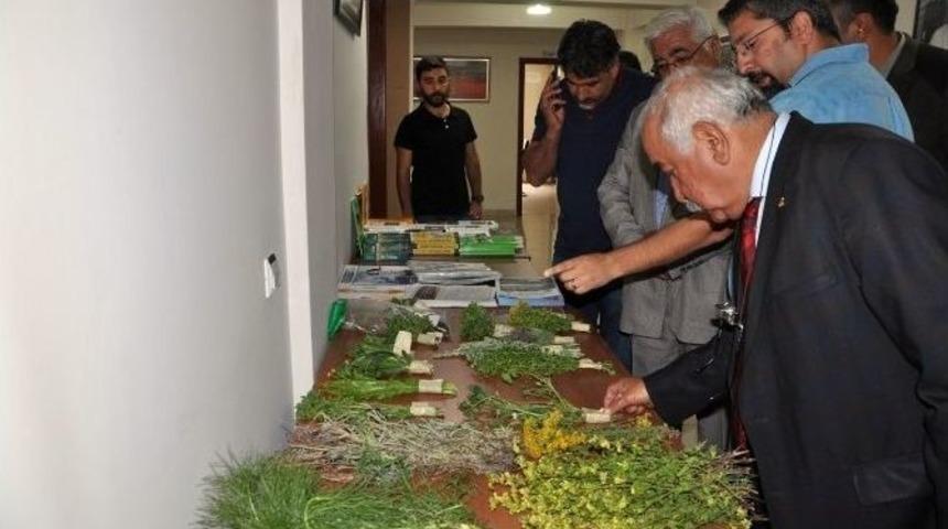 Tunceli&rsquo;de Şifa Geleneği Sempozyumu