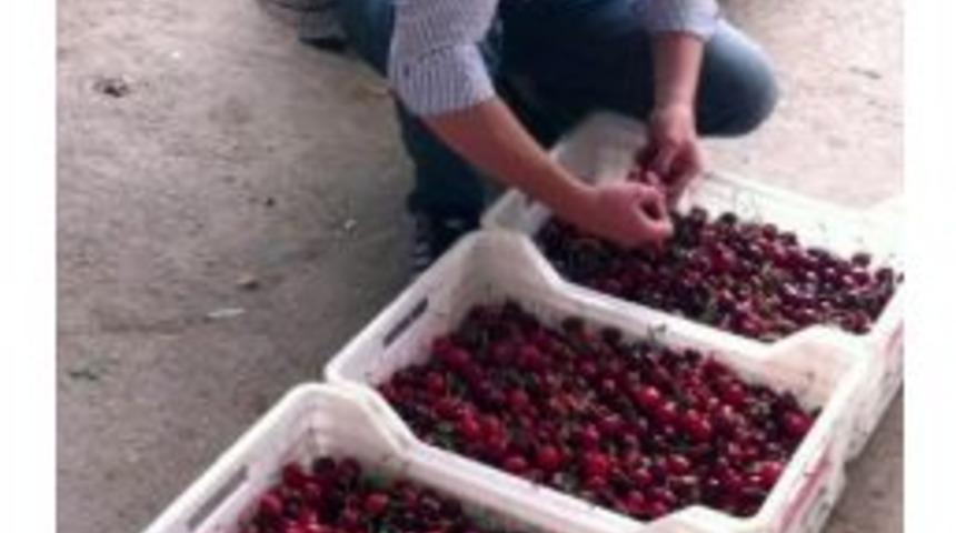 Elverişsiz Hava Koşulları Kirazda Üretimi Düşürdü