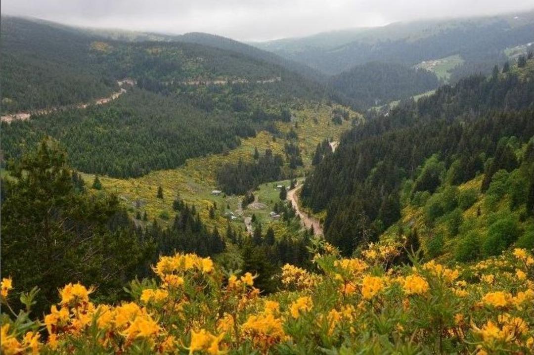 Karadeniz Yaylaları &Ccedil;i&ccedil;ek A&ccedil;tı