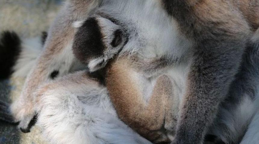 (&ouml;zel Haber) 2 G&uuml;nl&uuml;k Yavru Lemur Hayvanat Bah&ccedil;esinin Yeni Maskotu Oldu