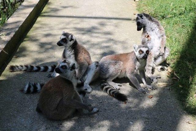 (özel Haber) 2 Günlük Yavru Lemur Hayvanat Bahçesinin Yeni Maskotu Oldu