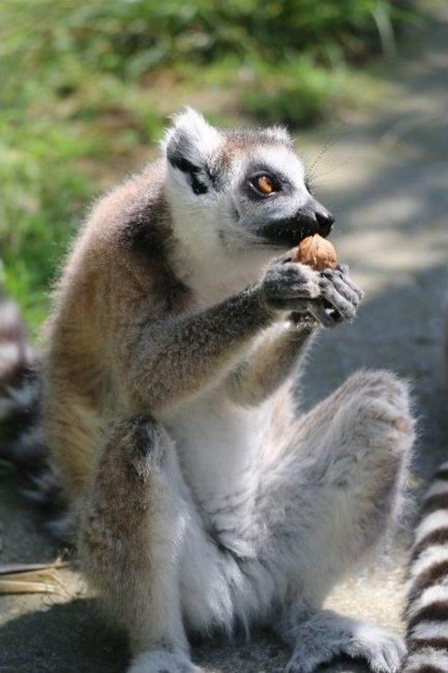 (özel Haber) 2 Günlük Yavru Lemur Hayvanat Bahçesinin Yeni Maskotu Oldu