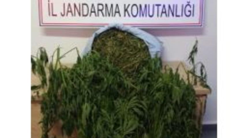 Jandarmadan Uyuşturucu Operasyonu