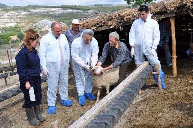 Hastalıklar Elektronik K&uuml;peyle Takip Edilecek 1
