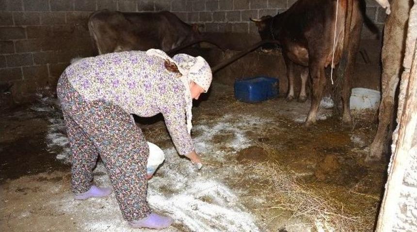 Muğla’da ‘afrika Çiçeği Hastalığı’ Mücadelesi