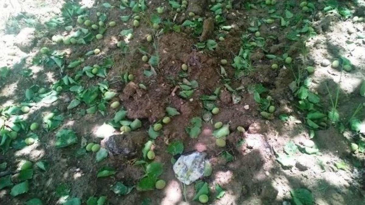 Dolu Yağışı Kayısıyı Etkiledi