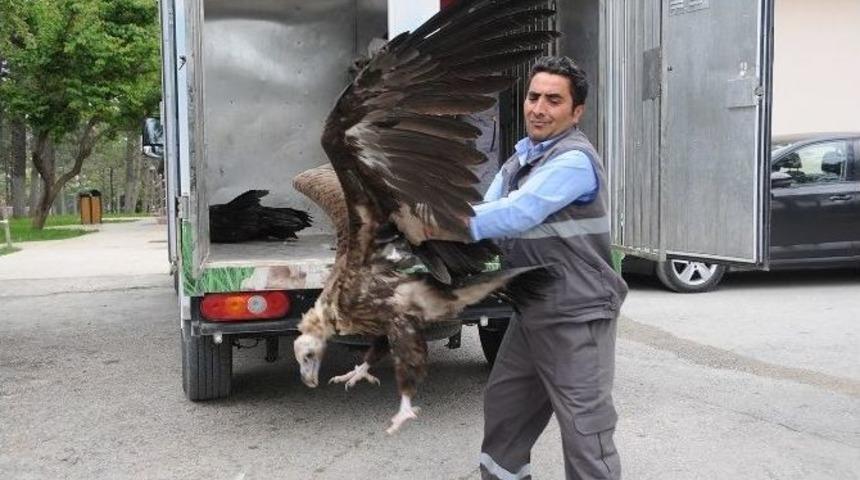 &Ccedil;orum&rsquo;da Tedavi Edilen 3 Akbaba Doğal Yaşamına D&ouml;nd&uuml;