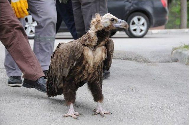 Çorum’da Tedavi Edilen 3 Akbaba Doğal Yaşamına Döndü