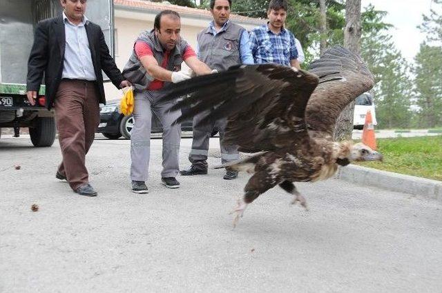 Çorum’da Tedavi Edilen 3 Akbaba Doğal Yaşamına Döndü