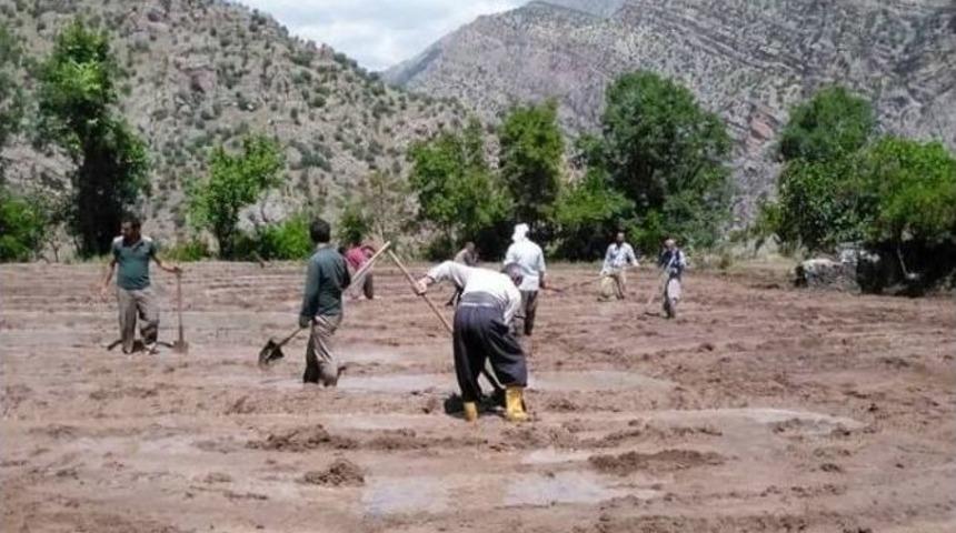 &Ccedil;ukurca&rsquo;da Pirin&ccedil; Ekimi Başladı