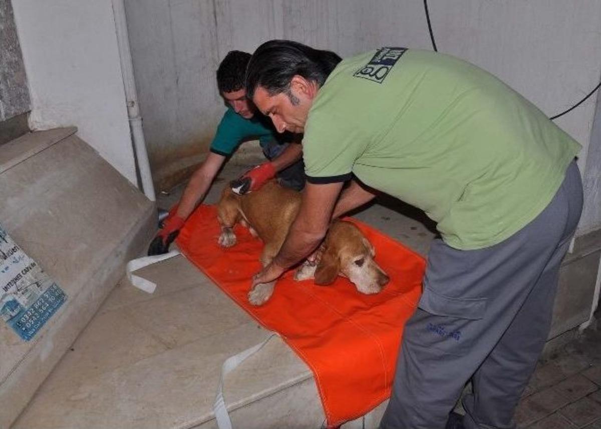 Yaralı K&ouml;pek İ&ccedil;in Ambulans &Ccedil;ağırdılar