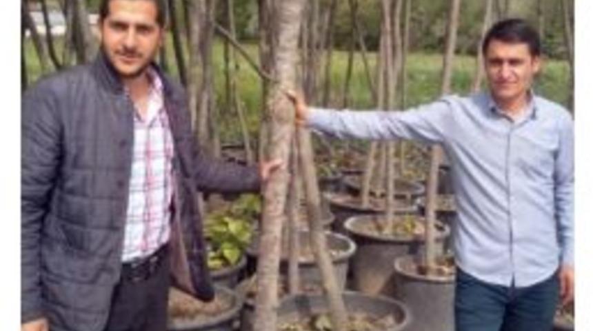 Gevaş&rsquo;ta Ağa&ccedil;landırma &Ccedil;alışmaları Devam Ediyor