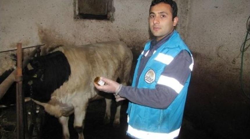 Hisarcık&rsquo;ta Şap Karantinası