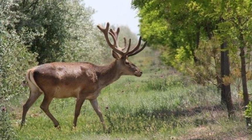 Konya&rsquo;da Geyiklere Doğal Yaşam Alanı