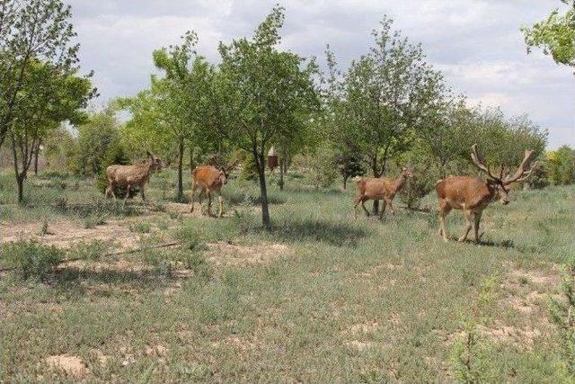 Konya’da Geyiklere Doğal Yaşam Alanı