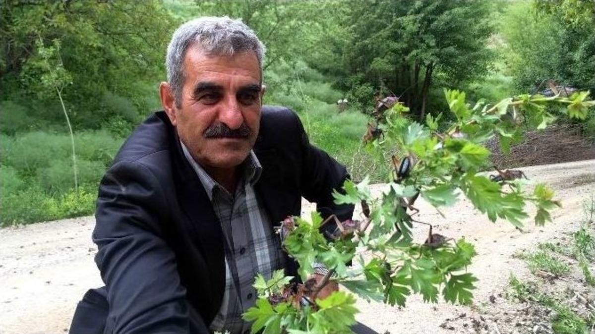 Bah&ccedil;esaray&rsquo;da İki Mahalleyi &Ccedil;ekirgeler İstila Etti