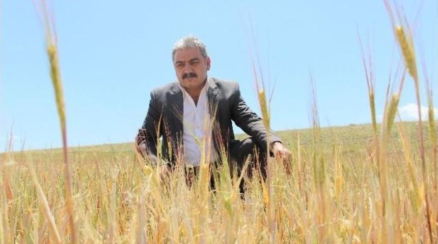 Karaman&rsquo;da Arpa Ve Buğday Susuzluktan Kurudu