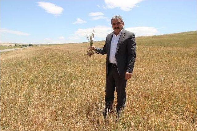 Karaman&rsquo;da Arpa Ve Buğday Susuzluktan Kurudu 1