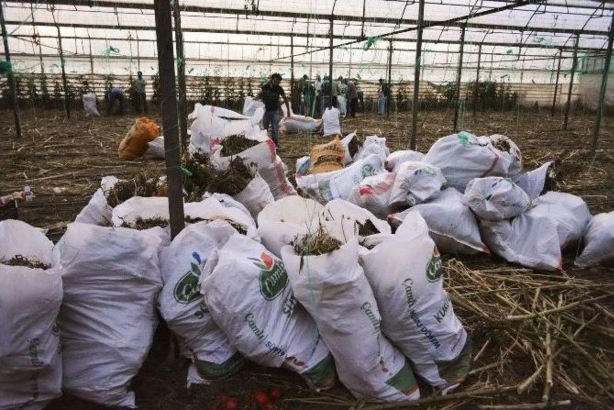 Seraya Domates Yerine Kenevir Ekmiş