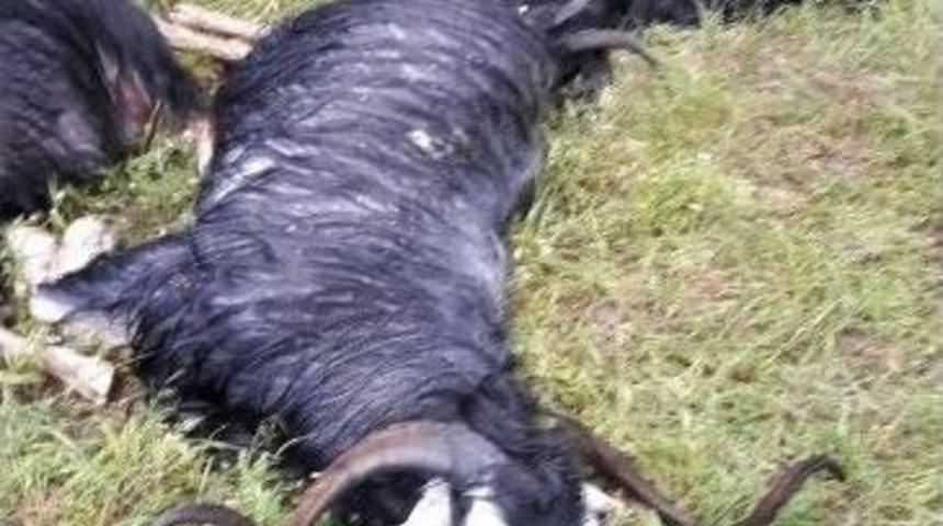 Bing&ouml;l&rsquo;de Yıldırım D&uuml;şmesi Sonucu 21 Hayvan Telef Oldu