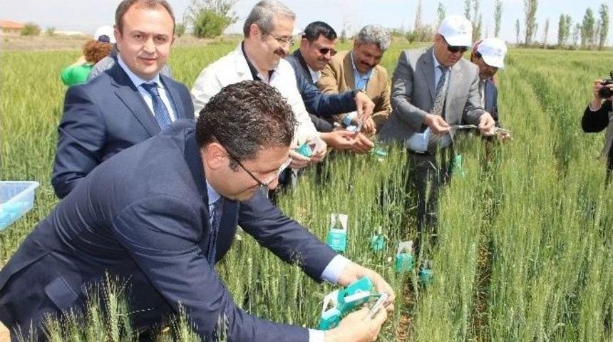 Süneye Karşı Doğaya 500 Bin Adet Faydalı Böcek Salındı